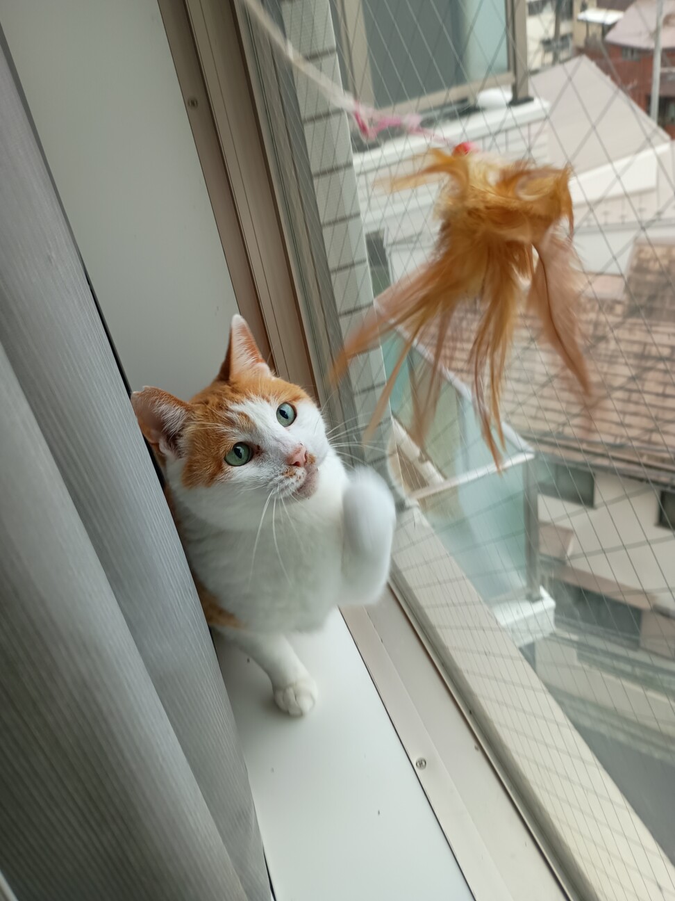 静かなオレンジ猫、三太くん」東京都 - 猫の里親募集(544177) 2枚目の