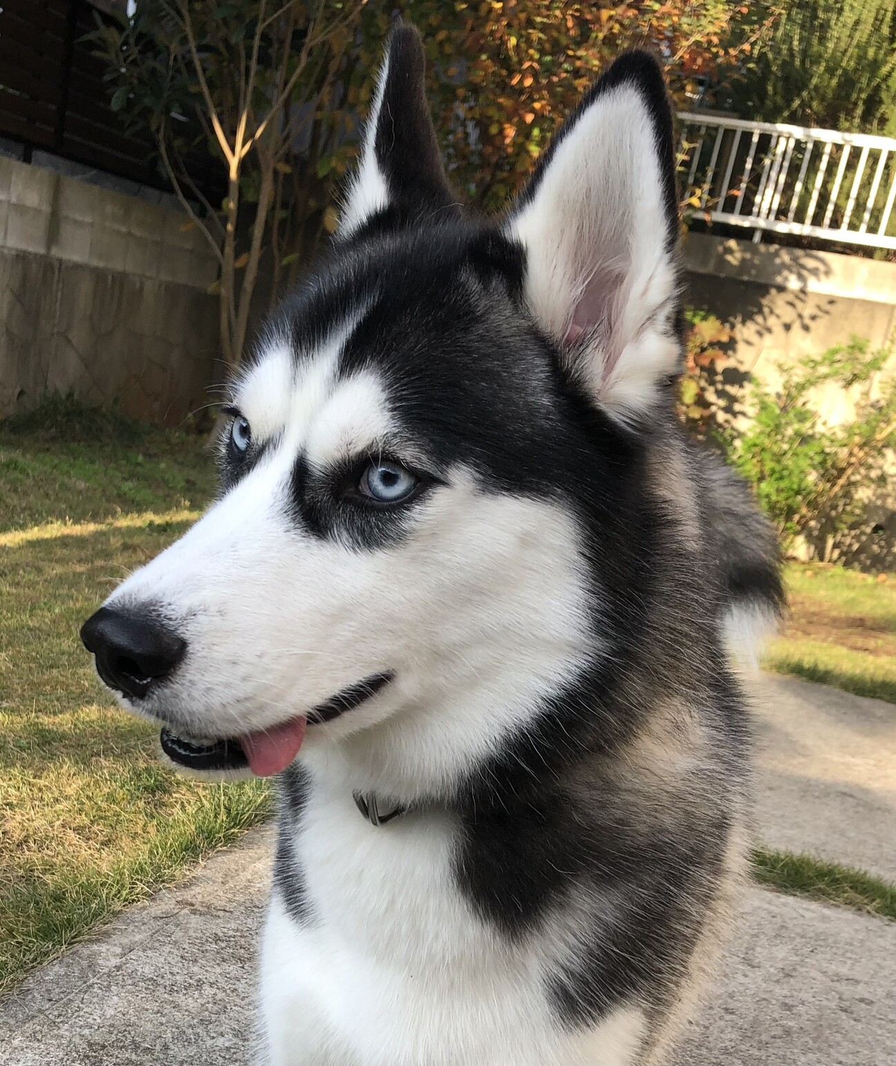 シベリアン・ハスキー 男の子」島根県 - 犬の里親募集(544179) 2枚目の