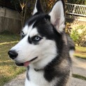 シベリアン・ハスキー　男の子