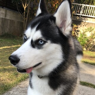 シベリアン・ハスキーの保護犬里親募集情報 :: ペットのおうち【里親