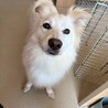 真っ白イケワンの【キンプリ】君