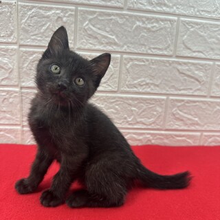 黒猫生後2か月！めちゃく」東京都 - 猫の里親募集(544184