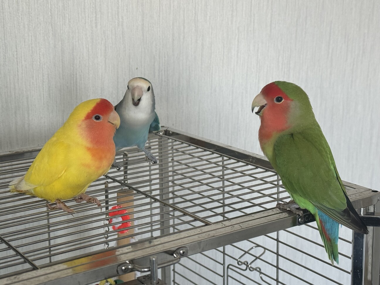 コザクラインコ」兵庫県 - 鳥の里親募集(544187) :: ペットのおうち