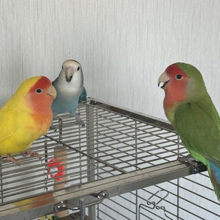 リクエストNO.2639☆コザクラインコ☆ウロコ4点セット コザクラインコ」兵庫県 - 鳥の里親募集(544187) :: ペットのおうち