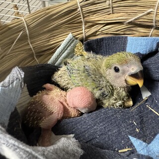 コザクラインコ