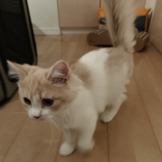 【生後4か月半】ミヌエット♂の里親募集します。