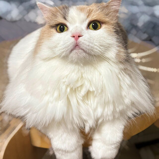 ふみふみ甘えんぼの純粋スコティッシュ