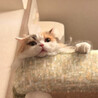 ふみふみ甘えんぼの純粋スコティッシュ サムネイル3