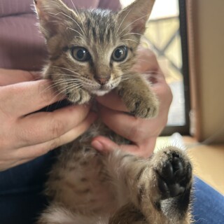ヒマラヤンMIXの保護猫里親募集情報【掲載順】 :: ペットのおうち