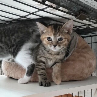 仔猫は天使❤️