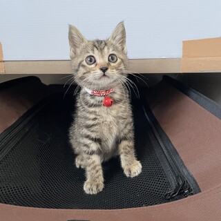 生後１ヶ月過ぎの子猫！元気いっぱい