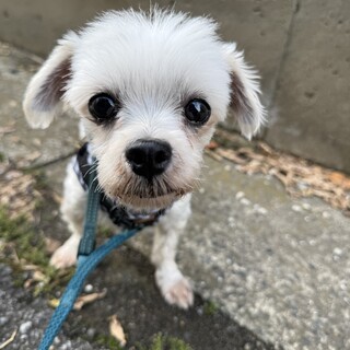 おっとり系の　ふあちゃん