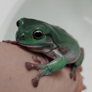 イエアメガエル