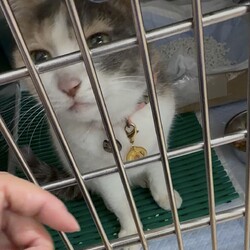 「なな@預け先の動物病院にて」サムネイル1