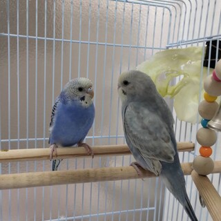セキセイインコ２匹、里親さん募集します