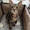 甘えん坊のおとちゃん