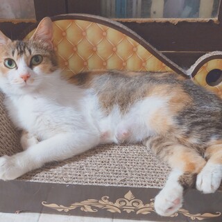 �l��ꊮ��!!�Y��ȎO�єL���[������