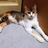 人馴れ完璧‼️綺麗な三毛猫ちーちゃん♥️ サムネイル2