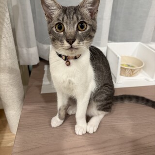 運命共同体のおと・のあ姉妹　のあちゃん
