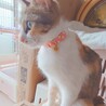 人馴れ完璧‼️綺麗な三毛猫ちーちゃん♥️ サムネイル3