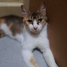 人馴れ完璧‼️綺麗な三毛猫ちーちゃん♥️ サムネイル4