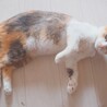 人馴れ完璧‼️綺麗な三毛猫ちーちゃん♥️ サムネイル5