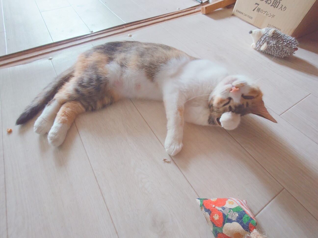人馴れ完璧‼️綺麗な三毛猫ちーちゃん♥️ サムネイル6