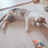 人馴れ完璧‼️綺麗な三毛猫ちーちゃん♥️ サムネイル6