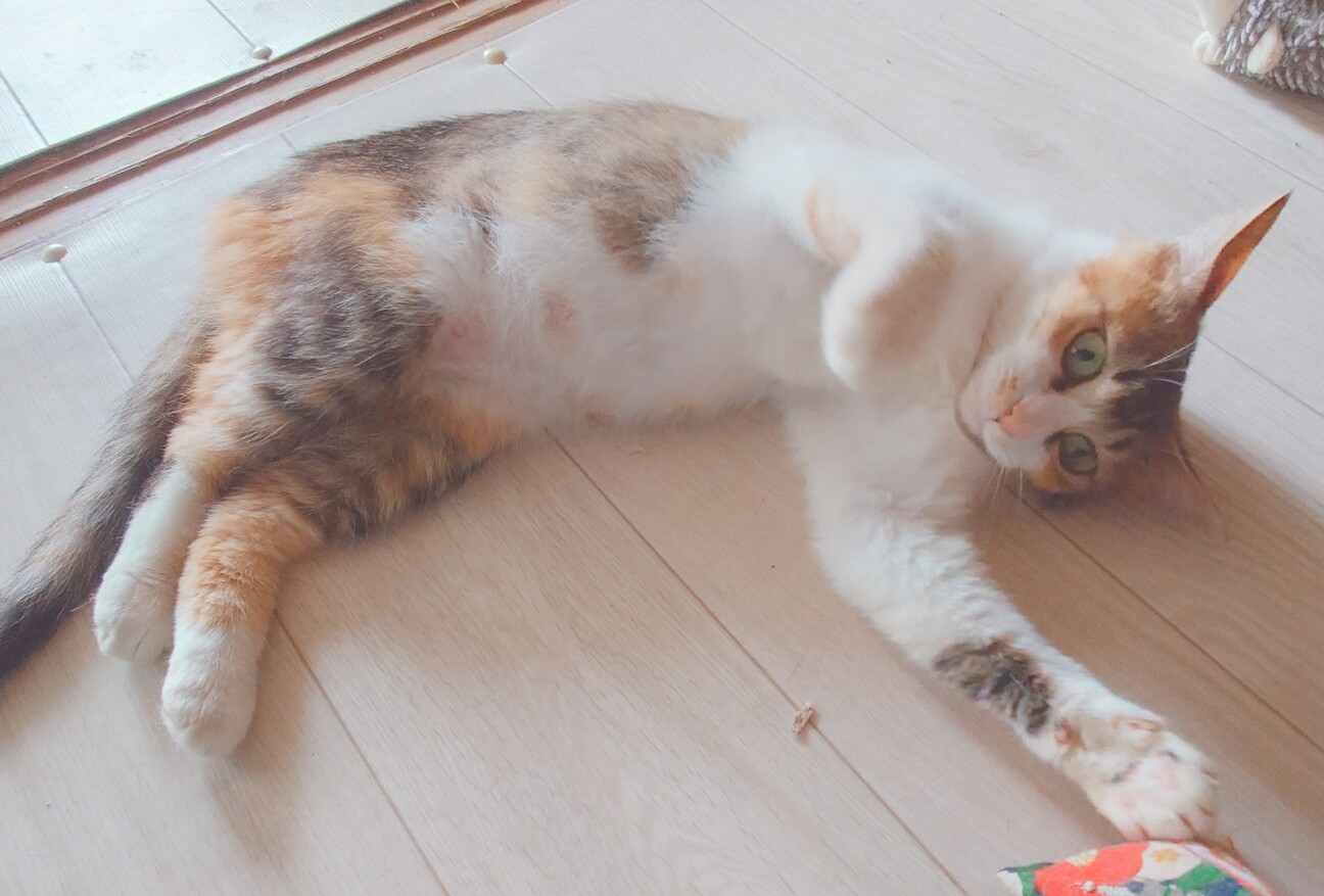 人馴れ完璧‼️綺麗な三毛猫ちーちゃん♥️ サムネイル7