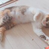 人馴れ完璧‼️綺麗な三毛猫ちーちゃん♥️ サムネイル7