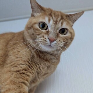 スコティッシュ　甘えん坊のオス