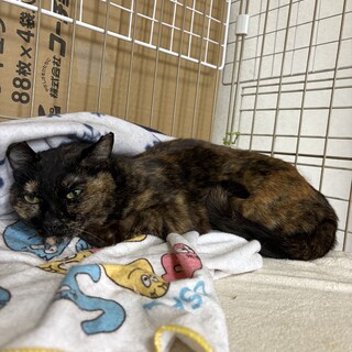 とても甘えん坊で可愛いサビ猫！