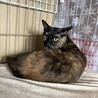 とても甘えん坊で可愛いサビ猫！ サムネイル2