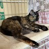 とても甘えん坊で可愛いサビ猫！