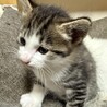 保護したネコが出産した仔猫(キジ白　きょうだい猫)