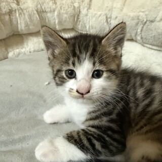 保護したネコが出産した仔猫(キジ白　きょうだい猫)