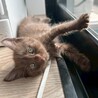チョコレート色の素敵な毛色♡ラテスちゃん サムネイル2