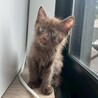 チョコレート色の素敵な毛色♡ラテスちゃん サムネイル7