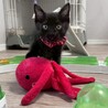 初めて飼う方にもオススメ！人が大好き★ナイルくん サムネイル3