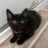 初めて飼う方にもオススメ！人が大好き★ナイルくん サムネイル4