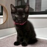 初めて飼う方にもオススメ！人が大好き★ナイルくん サムネイル5