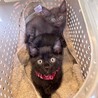 初めて飼う方にもオススメ！人が大好き★ナイルくん サムネイル6