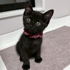 初めて飼う方にもオススメ！人が大好き★ナイルくん サムネイル7