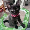 初めて飼う方にもオススメ！人が大好き★ナイルくん サムネイル2