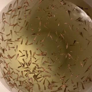 金魚の赤ちゃん　100匹〜