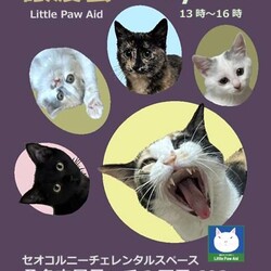 三重県桑名市7月12日(日)リトルパウエイド譲渡会
