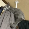 ロシアンブルー9歳 メス サムネイル3