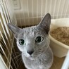 ロシアンブルー9歳 メス サムネイル4