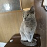 ロシアンブルー9歳 メス サムネイル5