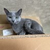 ロシアンブルー9歳 メス サムネイル7
